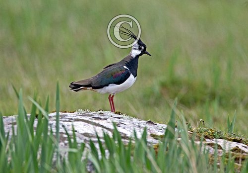  Lapwing DM1678